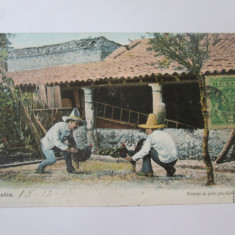 Mexic-Lupte de cocoși,carte postala circulata 1908