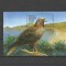 MADAGASCAR 1999 FAUNA PASARI DE PRADA