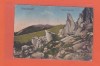 AMS @ - VEDELE VATRA DORNEI, PIETRELE DOAMNEI, 1925, necirculata, Circulata, Fotografie