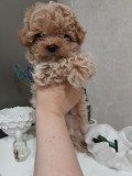 Maltipoo mini - fetita si baietel