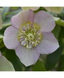 Planta Spanz, Helleborus Orientalis Anemone Pink, roz, ghiveci 10cm