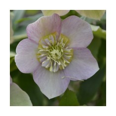 Planta Spanz, Helleborus Orientalis Anemone Pink, roz, ghiveci 10cm