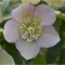 Planta Spanz, Helleborus Orientalis Anemone Pink, roz, ghiveci 10cm