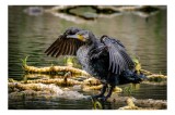 Tablou Canvas, "Cormoran &icirc;n bătaia aripilor ude", Pasăre, Aripi, Apă, Pene, Reflecție, Natură, Culoare, Verde, Textură, Echilibru, 39 x 26 cm, CMCLASS