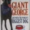 GIANT GEORGE , LIFE WITH THE WORLD&#039; S BIGGEST DOG by DAVE NASSER , 2011