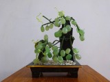 Bonsai Japonez Feng Shui, cu Strugurii bogatiei din Jad, VECHI