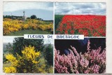 bnk cp Flora - uzata