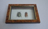 &quot;Pseudotorynorrhina japonica&quot; si &quot;Prosopocoilus occipitalis&quot; coleoptere in caseton taxidermie