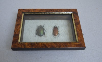 &amp;quot;Pseudotorynorrhina japonica&amp;quot; si &amp;quot;Prosopocoilus occipitalis&amp;quot; coleoptere in caseton taxidermie foto