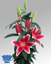 Bulbi =Crini Oriental Urias parfumat -YASMINE cu 10 Ron/1buc foto