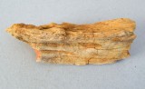 Araucarioxylon sp. lemn silicifiat Cretacic