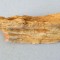 Araucarioxylon sp. lemn silicifiat Cretacic