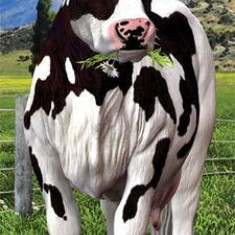 Semn de carte 3D - Daisy Cow - ***