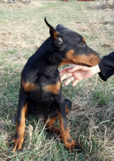 Pui Dobermann foto