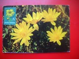HOPCT MAXIMA ROMANIA NR 1259 RUSCUTA-FLORI / FLORA
