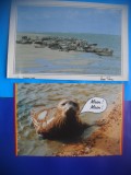 HOPCT LOT NR 469 FOCA-MAMIDERE POLARE -FAUNA-2 CARTI POSTALE-CIRCULATE, Circulata, Printata