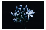 Tablou Canvas, "Floare albastră &icirc;n noapte misterioasă", Floare, Albăstrui, Muguri, Tulpină, &Icirc;ntuneric, Delicatețe, Natură, 39 x 26 cm, CMCLASS