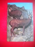 HOPCT 14890 CAPRA NEAGRA- RUPICAPRA / RUPICAPRA CARPATICA - -FAUNA - -NECIRCULATA