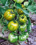 TOMATE SMARALD 0.3GR, Agrosem