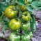 TOMATE SMARALD 0.3GR