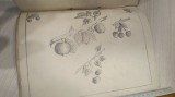 Cumpara ieftin CAIET DESEN , DESENE ANII 1900
