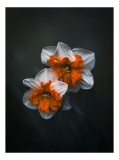 Tablou Canvas Flori de Narcisă &icirc;n Lumină Difuză Artă Naturală, 26 x 39 cm, CMCLASS
