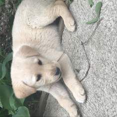 De vanzare catea Labrador