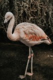 Tablou Canvas, "Flamingo &icirc;n habitatul său natural", Flamingo, Tranquil, Elegance, Reflections, Gracefulness, 26 x 39 cm, CMCLASS