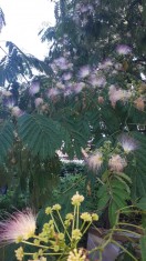 Arbore de matase ?i glicina mov. foto