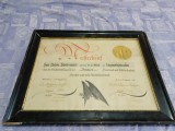 Diploma vintage de brutar Germania 1936