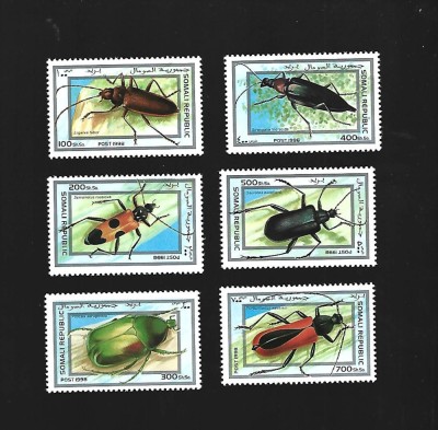 somali insecte mnh foto