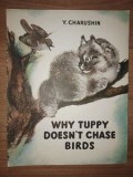 Why Tuppy doesn`t chase birds- Y. Charushin