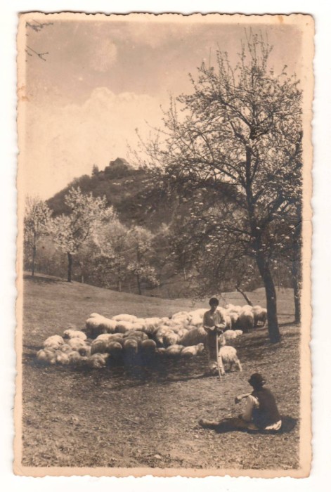 SV * Cisnadioara * BISERICA FORTIFICATA * 1944 * Turma de Oi la poalele dealului