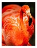 Tablou Canvas, "Grandoarea flamingoului &icirc;n culori vii", Pene, Portocaliu, Flamingo, Vibrant, Elegant, Grațios, Contrast, Fauna, Natură, Frumusețe, 26