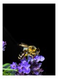 Tablou Canvas, "Albine și flori &icirc;n noapte senină", Albină, Flori, Violet, Natură, Macro, Detaliu, Contrast, Nectar, &Icirc;nflorire, Frumusețe, 26 x 39 cm,