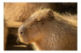 Tablou Canvas, "Capybara relax&acirc;ndu-se &icirc;n soare", Nu pot să identific cine este &icirc;n imagine. Văd un animal simpatic și misterios., 39 x 26 cm, CMCLASS