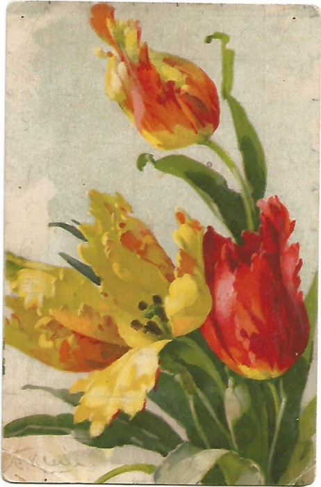 carte postala - LALELE