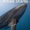 Whale Sharks