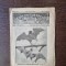 Ziarul Științelor Populare și al Călătoriilor - nr 45/1915 -