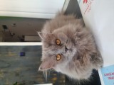 British Longhair 3 luni