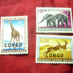 Serie mica Congo 1960 - Fauna, supratipar Congo pe timbre Congo Belg, 4 valori