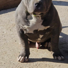 American Bully Pocket