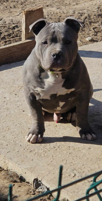 American Bully Pocket foto