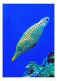 Tablou Canvas, "Peștișorul viu colorat din ad&acirc;ncuri", Pește, Ocean, Albastru, Portocaliu, Acvatic, Exotic, Vibrant, Colorat, Muzeu, Marine., 26 x 39 c