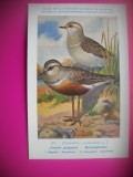 HOPCT 6286 CHARADRIUS MORINELLUS -PASARI DE APA -FAUNA EUROPA-CP CHROMO LITHO -MUZEUL REGAL STIINTE NATURALE BELGIA-NECIRCULATA, Printata