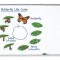 Ciclul vietii fluturelui - set magnetic