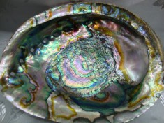 SCOICA ABALONE foto