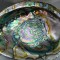 SCOICA ABALONE