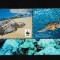 Penrhyn - Fauna WWF - TESTOASE - MNH