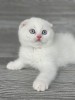 Motănel de elită cu ochi albaștri, rasa Scottish Fold - Pedigree